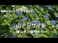 【山アジサイの挿し木をしよう】ガーデニング/鉢増し/藍姫/七変化/ナチュラルガーデン/暮らしを楽しむVlog
