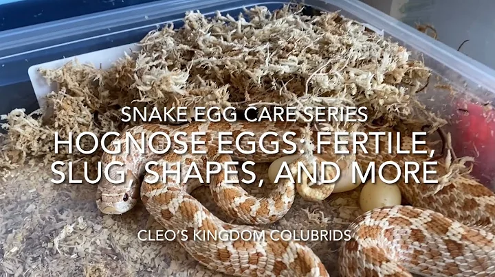 Snake Egg Care Series: Slugs, shapes, sizes, and shells