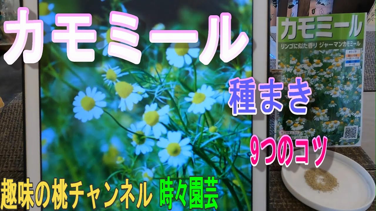 Chamomile] 9 Tips for Sowing Seeds 23/11/22 - YouTube