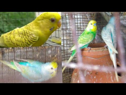 rainbow spangle budgie for sale