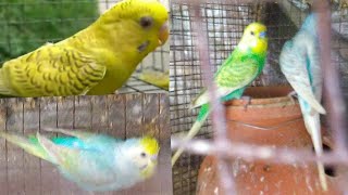 Spanglefallowrainbow Budgies Mutations Identify Pets Empire