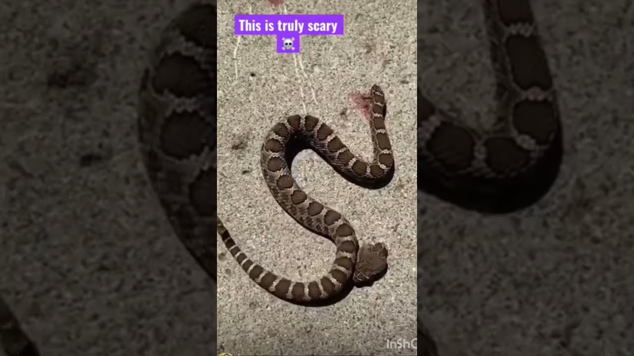 A Headless Rattlesnake Bites Itself Shorts Viralshorts Best Channelmonetization Grow