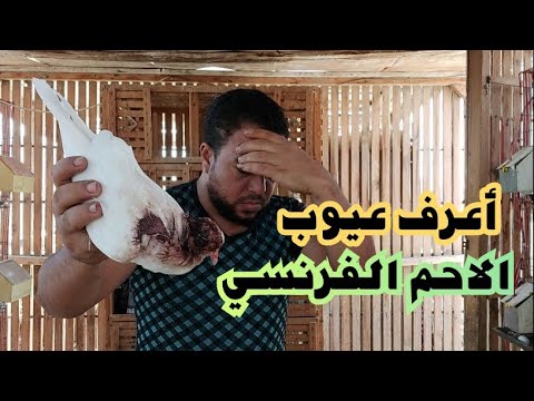 فيديو: لماذا يسمي الفرنسيون الحمام بالفأر الطائر