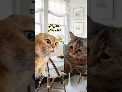 لما تقولك دبلته مدفياني لايك Cat Comedy