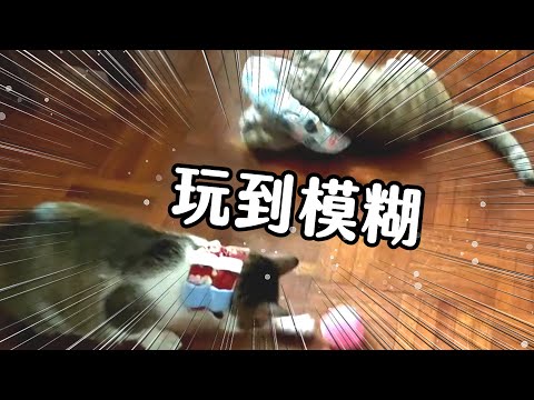 【廢片】哪個玩具好玩?【喵哈】