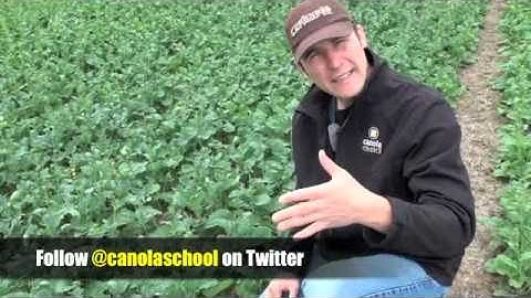 Canola School - Invasion of the Cabbage Seed Pod Weevil