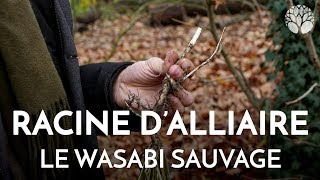L'alliaire, le wasabi sauvage