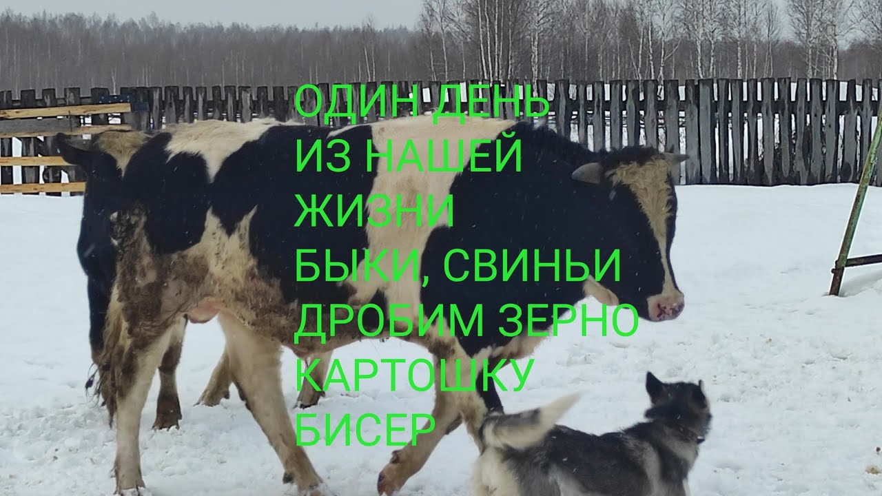 Сколько быков было белого цвета. Бизнес бык. Продам лошади свиньи быки.