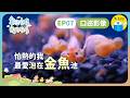 🐠歡迎光臨我的牧場𝗘𝗣𝟳口述影像版 ▸▸ 𝟭𝟯歲女孩的金魚場生活 —怕熱的我，最愛泡在金魚池｜小公視