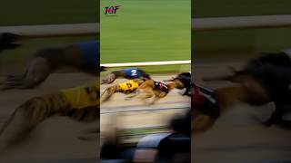 Greyhound racing  - Track race 🔥🏆