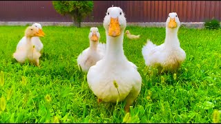 Funny Ducks run!