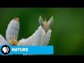Animal Deception and Survival Strategies