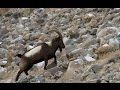 Hunting Ibex (Mr.Silivo Bianchi and his team Hunt Himalayan Ibex at Gilgit Baltistan 2009)