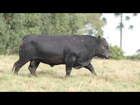 LOTE 06   TE869 FANGIO ANGUS DA LIMEIRA