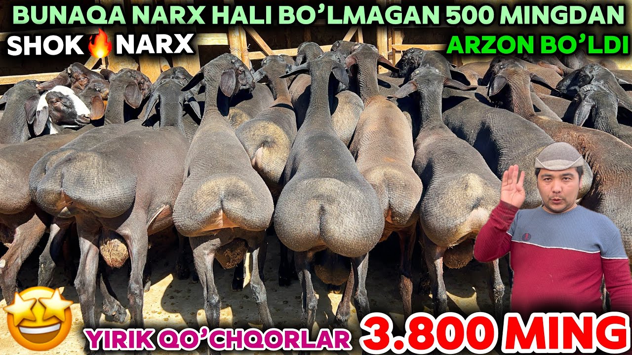 💥80+ QO’CHQORLAR ARZON NARXDA BOZORDAN 500 ming ARZON BOLDI OBIDJON AKA NARXLARNI YORVORDI