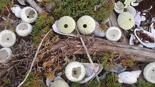 Juniper (The Collector) video poem