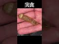 【検証】ガチの幼虫チョコレートを作って食べてみた #shorts