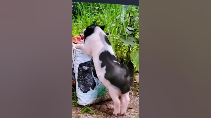 Porquinho dançarina🐖