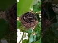 January 9, 2024 #youtubeshorts#birds#sound#shortvideo