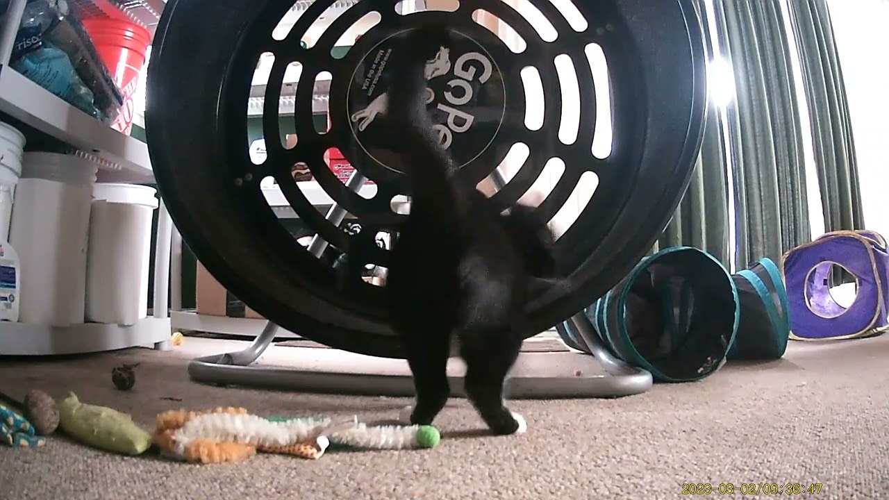 Stationary Trail Camera Footage of Cookie Cutter The Cat, Dearborn, Michigan, March 1 To 4, 2025