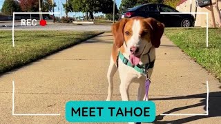 Tahoe at the Richmond SPCA