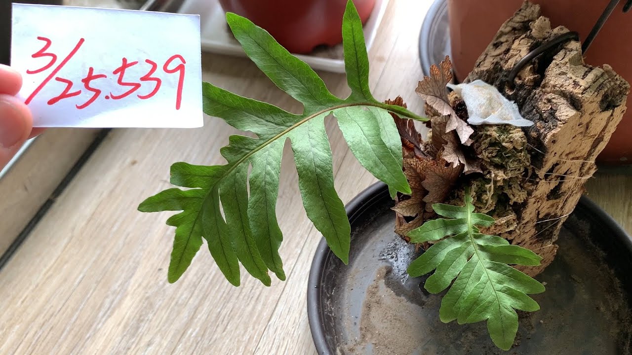 【園藝539】3月25日(一)檞蕨天氣變熱要注意不能直曬太陽!! - YouTube