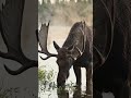 Moose #gkvideos #facts #shortsvideos#animals #shortsviral#shortsviral #wildlife#animalvideos #shorts