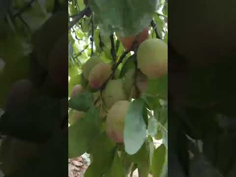 Video: Plum ‘President’ Variety – Growing Conditions For President Plomme Fruit