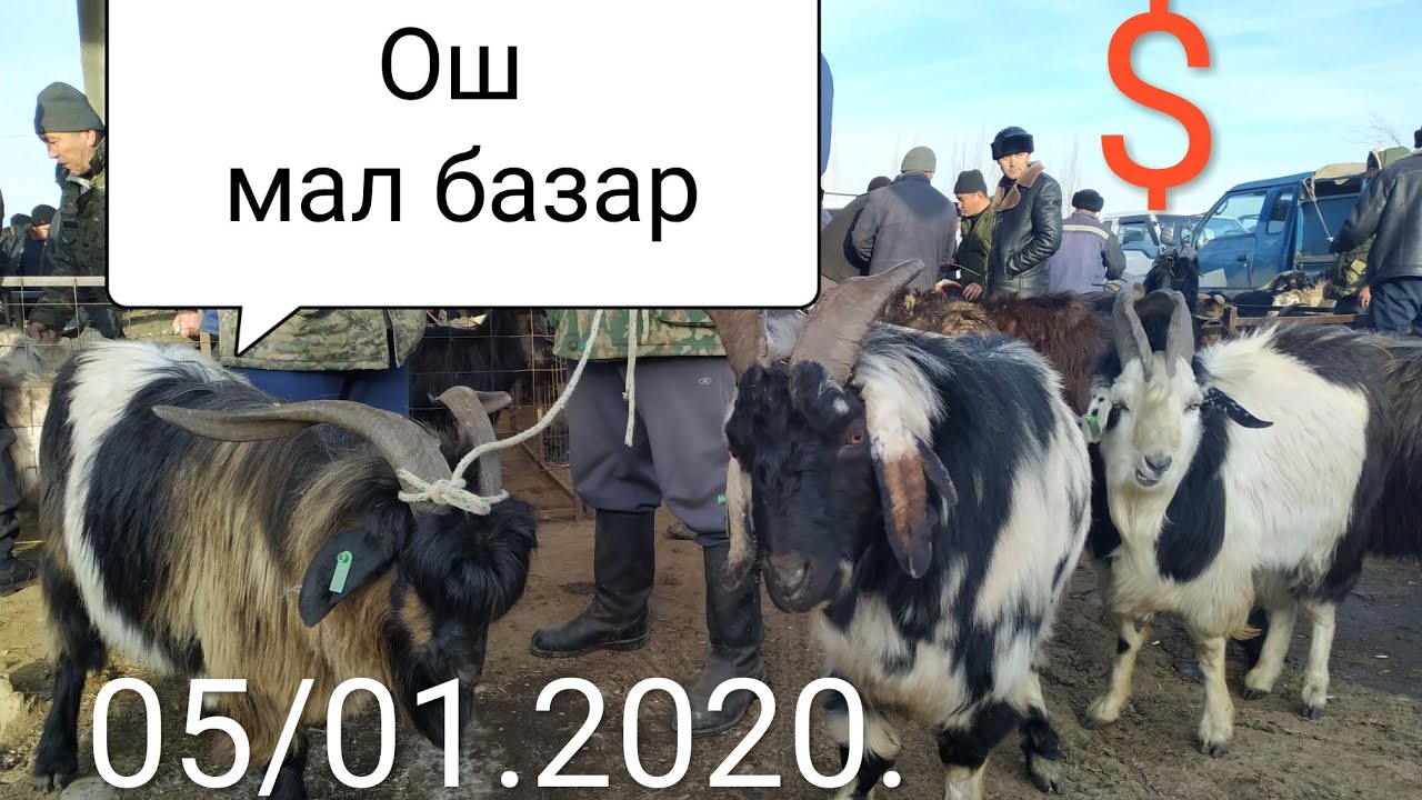 Буынга болип оку