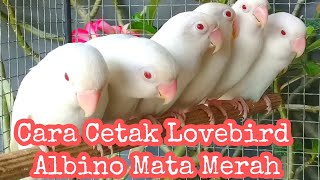 Cara Cetak Lovebird Albino Mata Merah