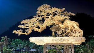Kumpulan inspirasi ficus bonsai in vietnam terbaik dan keren