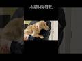 余命1年。がんと闘う保護犬の夢。 #保護犬 #ダックス