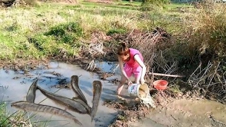 Net Fishing In Battambang Province 2017 - Khmer Net Fishing - Cambodia Traditional Fishing Part78