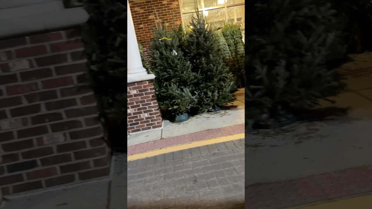 Christmas trees already for sale at Whole Foods 