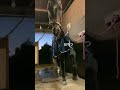 一流のスーパーワガママホースへ変身🐴#新しい馬着 #サチモ #前ガキ #助けてください #horse #さっちゃん