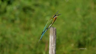 Blue-tailed Bee-eaters' call