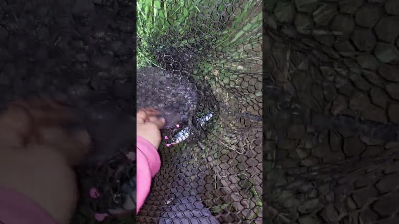 Red River channel catfish on the Demon Dragon Brute series Dirty South Edition!!