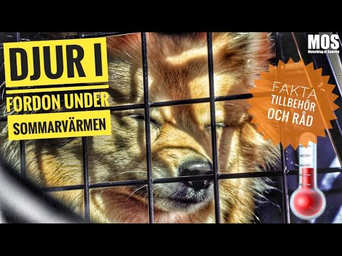 Video till Tänk på det här i sommar om du har djur i bilen