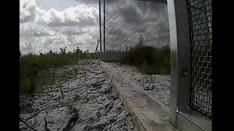 Florida Grasshopper Sparrow Released to Wild