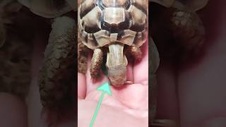 POV: You're Feeding a Tiny Tortoise