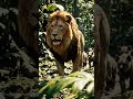 "Do you know Why Do Lions Hunt and leave it"🤔