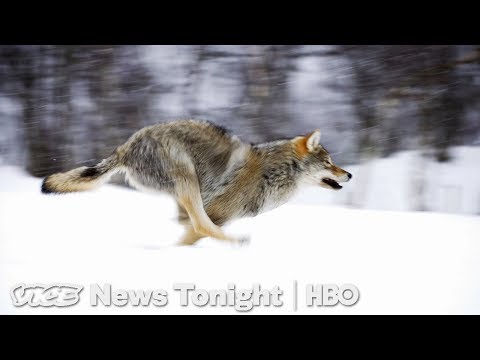 Video: Wild Pouring Out: Western Oregon's Wolf Sanctuaries - Matador Network