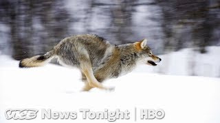 Cattle Ranchers Want The Right To Kill Some Wolves (HBO)