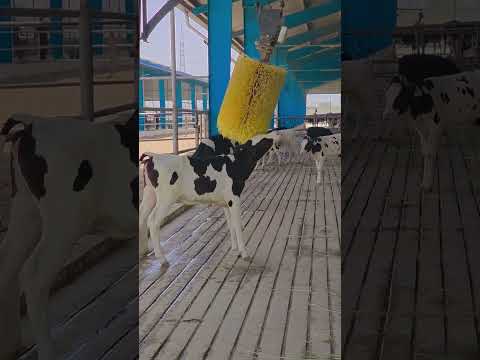 calf comfort #Future of dairy #lifeisbutadream #cow #australia #riverline