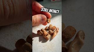 These Bullets Are Still Intact What Caliber Is This?