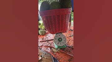 Quy Trình Lên Cơm TKA Mưa Nhiều Cơm Vẫn Lên | Nông Nghiệp TKA