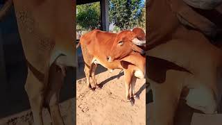 Cute Cow