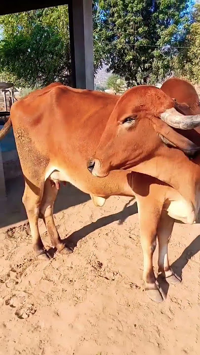 Cute cow 😍#cow #cows #cowvideos #youtubeshorts #viralvideo #shorts #radha #gaa