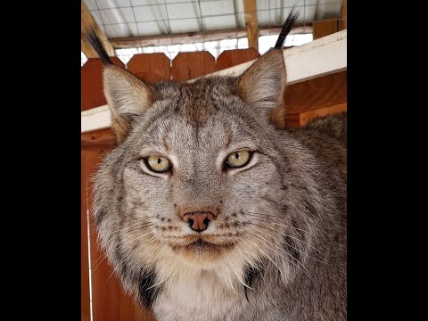 Max Canada Lynx Ice Baby