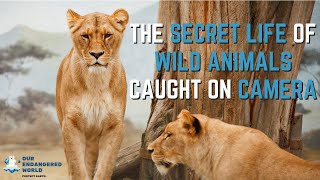 Secret Life of Wild Animals Caught on Camera